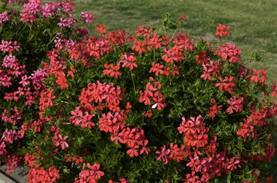 Pelargonium Peltatum